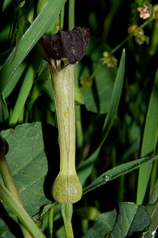 Aristolochia rotunda ssp. insularis / Aristolochia rotonda